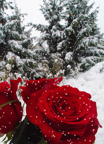 ani_rose_snow